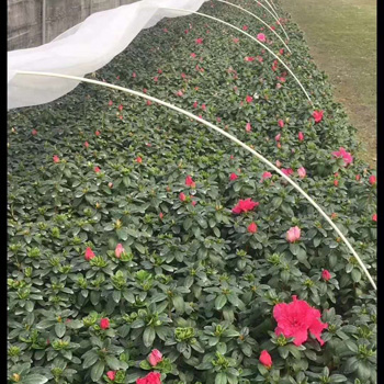 小拱棚支架